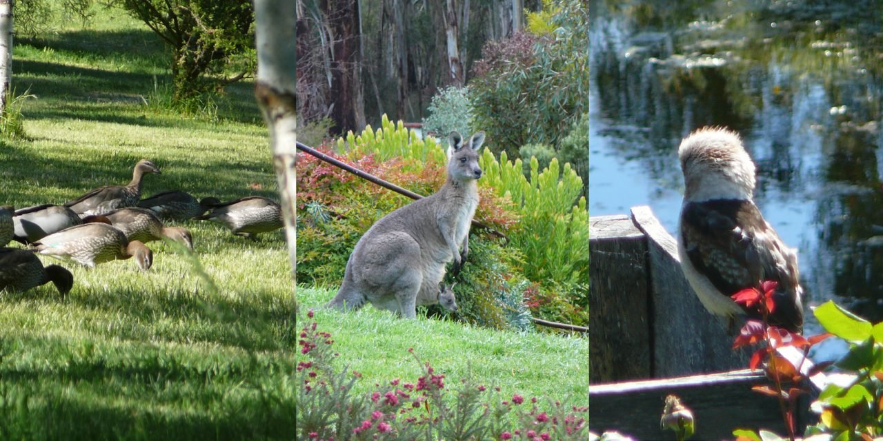 Garden Design for Wildlife