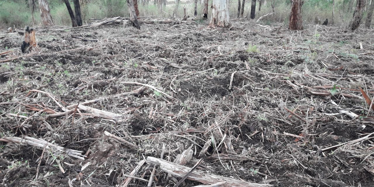 The Tilling Fields: Wombats Busy in Local Forests