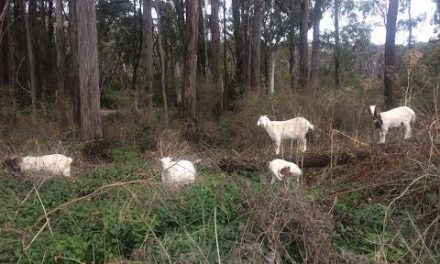 Goat-Led Bushfire Mitigation