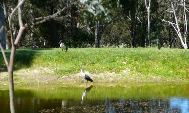 Aussie Backyard Bird Count Results