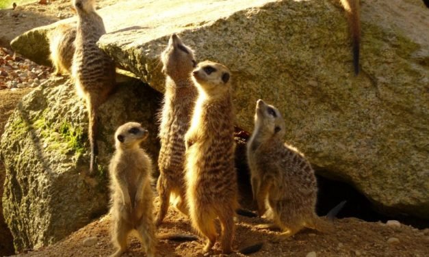 Furry Little Animals