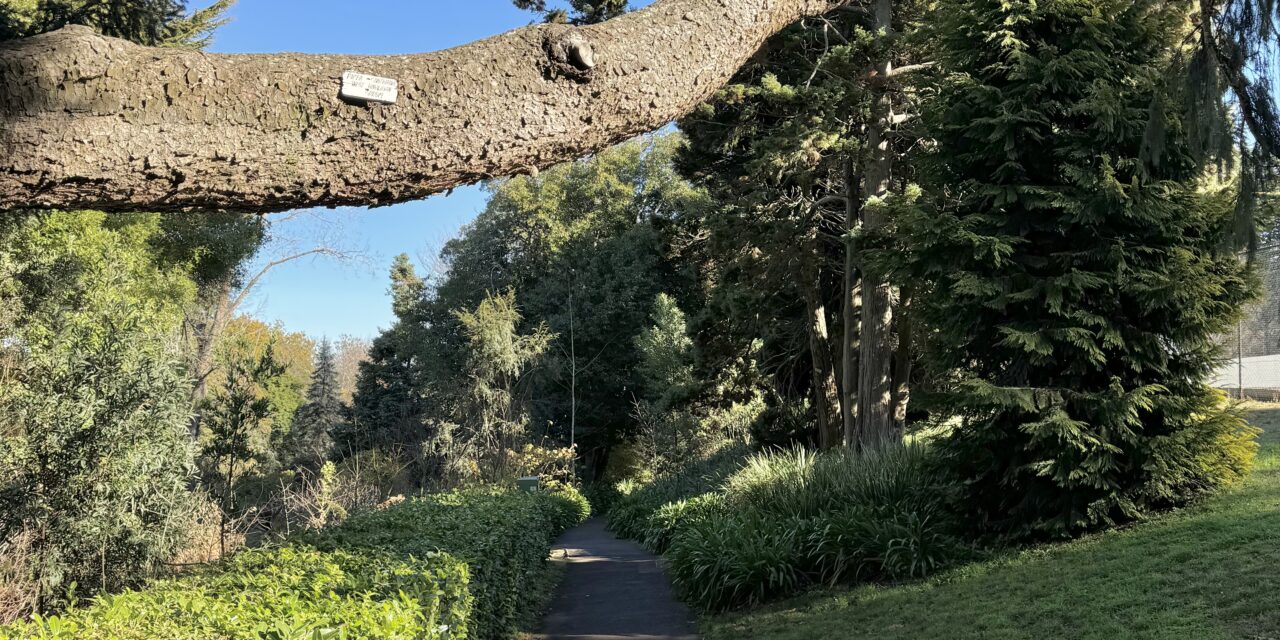Photo of the Week – Wombat Hill Botanic Gardens