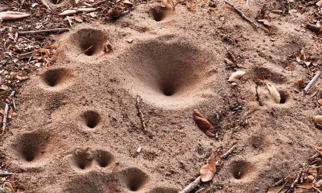 Poem in Five Vanishing Parts