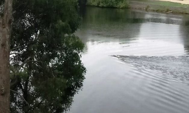 Winners Announced in the Lake Daylesford Swim Classic