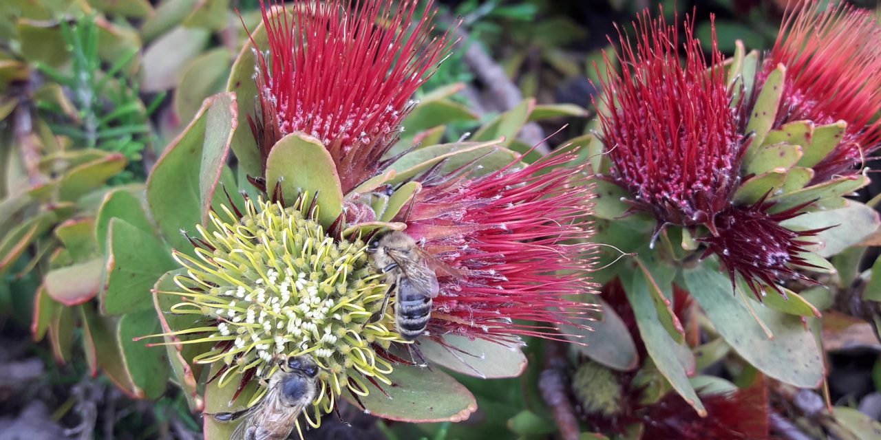 Mysterious Death of Bees Solved