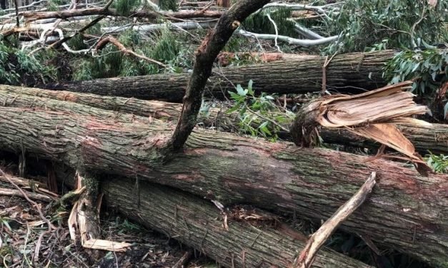 Help for Local Community to Recover from Storm Damage