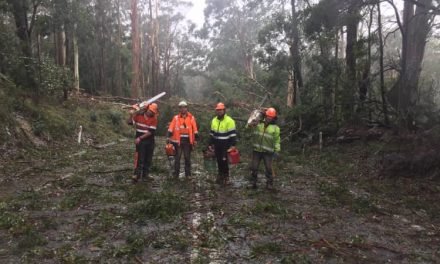 Wild Weather, Trees Down, Power Out