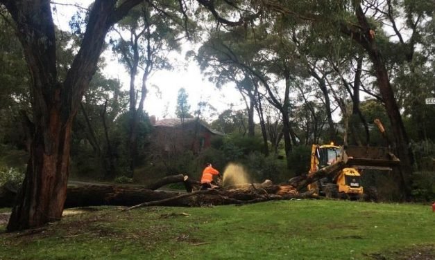 Trees Continue to Fall