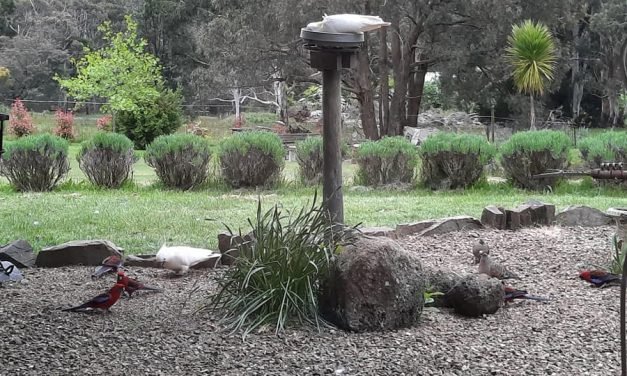 Second Swoop by District Twitchers over Daylesford Spotters in Bird Count 2021