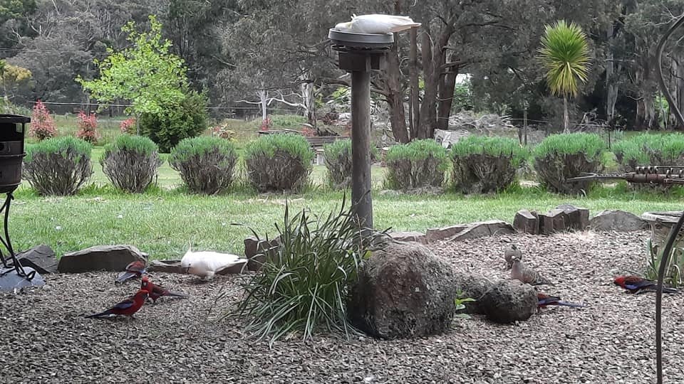 Second Swoop by District Twitchers over Daylesford Spotters in Bird Count 2021