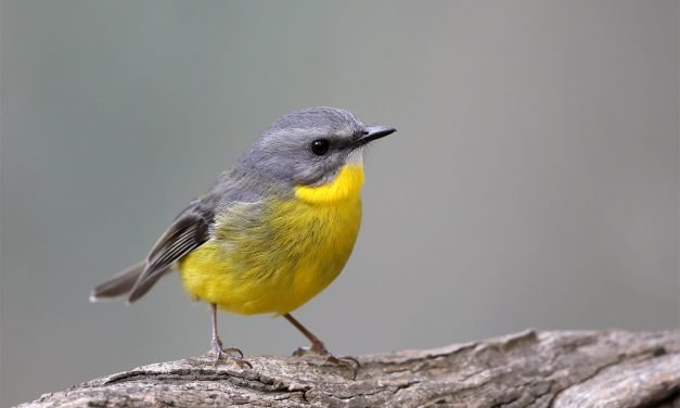 Eastern Yellow Robins on the Move