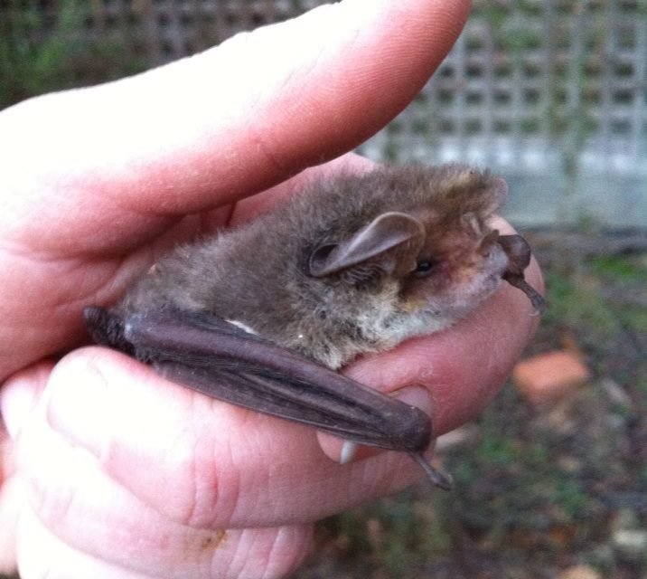 A Batty Visitor