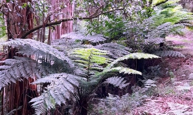 Notes from a Journey into the Wilderness