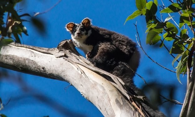 Greater Gliders at Risk from Logging in Wombat Forest