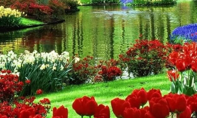 The Spring Collection