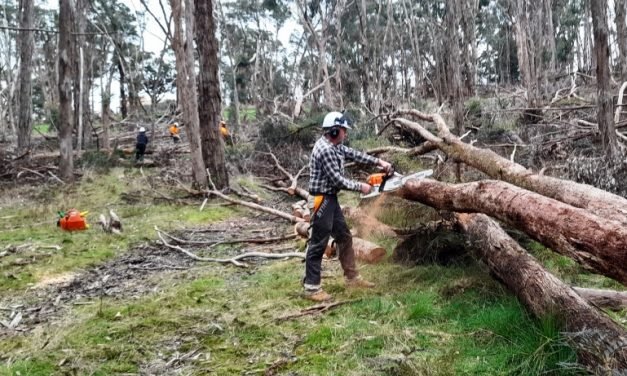 Chainsaw Courses for Locals Build Storm Resilience