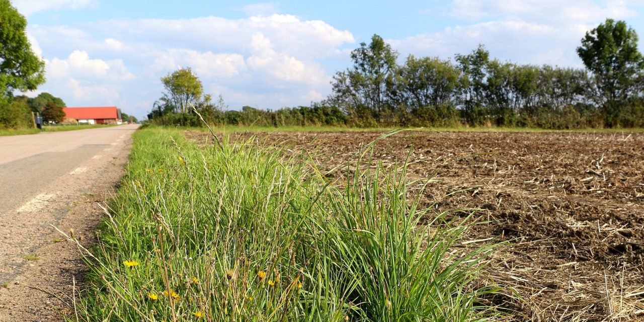 Funding to Control Roadside Pests and Weeds in Hepburn Shire Announced