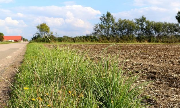 Funding to Control Roadside Pests and Weeds in Hepburn Shire Announced