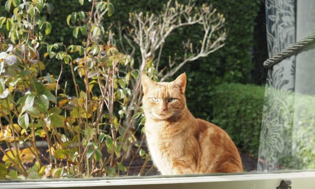 Cat Curfew to Help Protect Wildlife