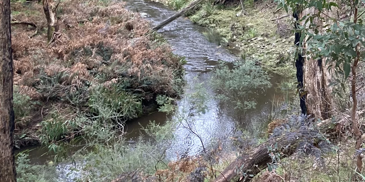 Water, water everywhere! Whack-a-Weed Cancelled Again