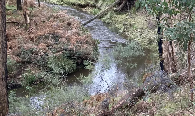 Water, water everywhere! Whack-a-Weed Cancelled Again