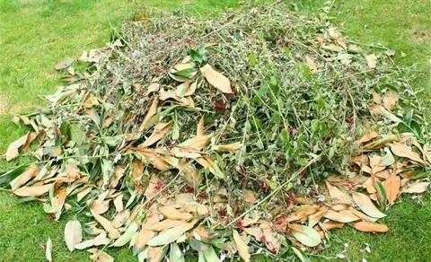 Free Green Waste Disposal in November