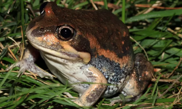 Happy FrogID week!