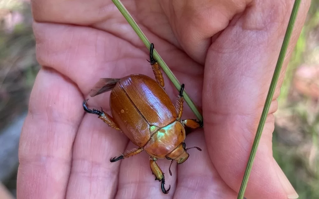 Get Festive with the Christmas Beetle Count