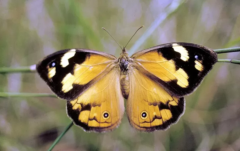 Nature Diary – Common Brown Butterflies