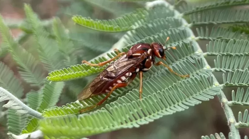 Nature Diary – Spitfire Sawflies