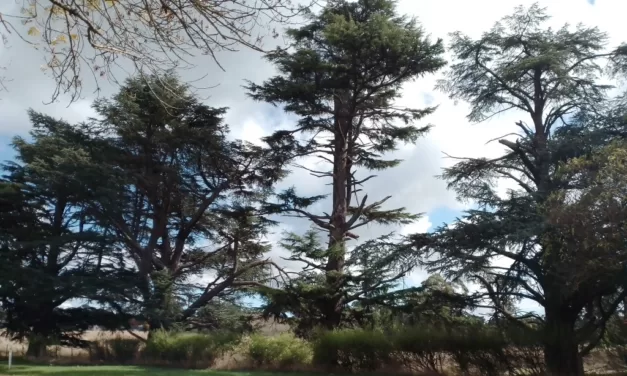 Councillor Column – The Middleton Fields Development