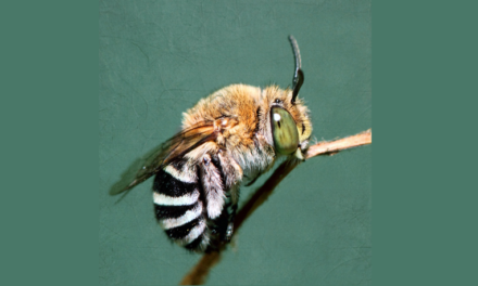 Nature Diary – Blue-Banded Bee