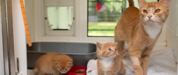 Regional Community Vet Clinic – Low Cost De-sexing Day