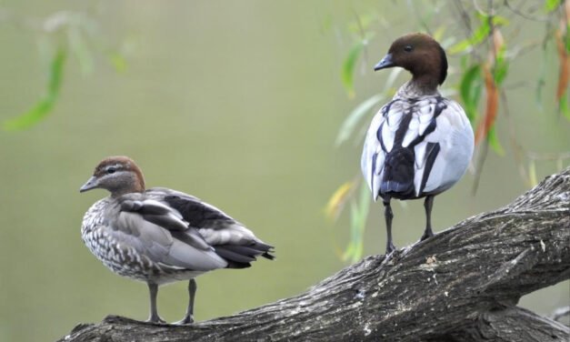 Wood Ducks are Nesting – In the Woods of Course!