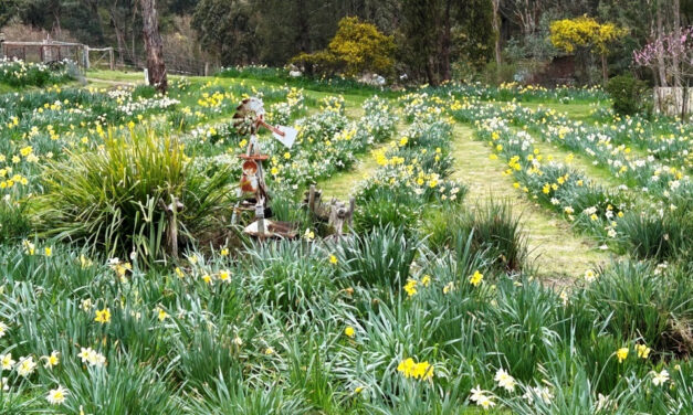 Friendship Day in Bloom at Verna Baker’s Daffodil Garden