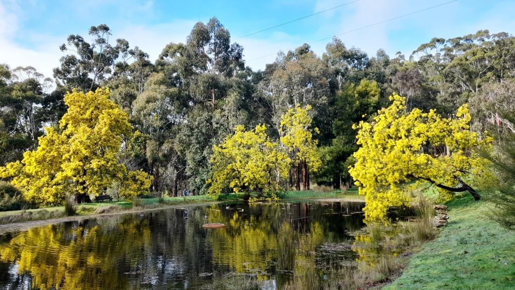 Happy Wattle Day!