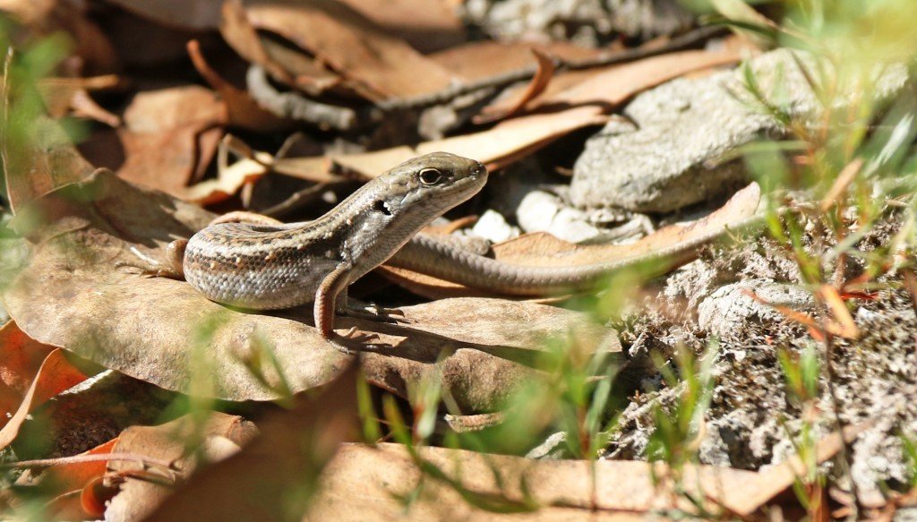 Nature Diary – Meet the Mountain Skink!