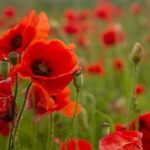 Remembrance Day Commemorations