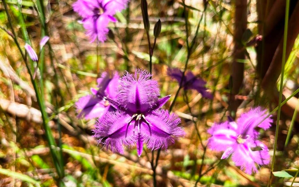 Summer Wildflowers