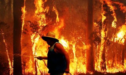 Will I Stay and Defend During a Bushfire?