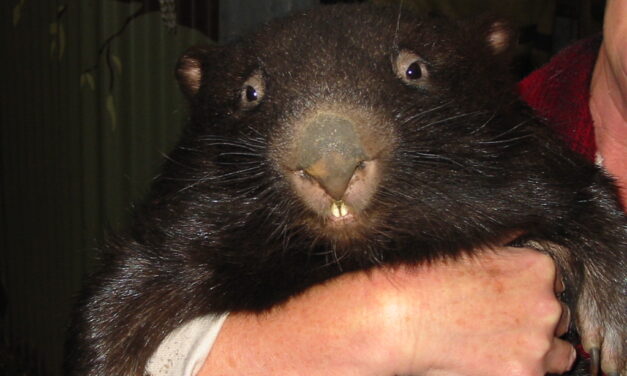 Wombat Teeth and Your Health