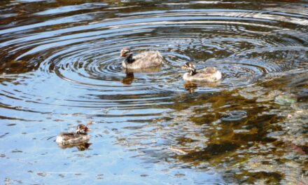 Grebe Chicks Survive Against the Odds