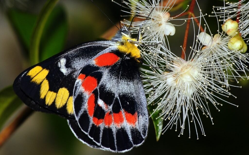 Nature Diary – Imperial Jezebel Butterflies