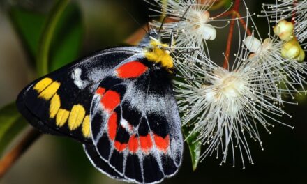 Nature Diary – Imperial Jezebel Butterflies