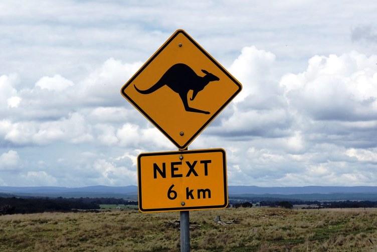 Drive Carefully – Don’t Add to the Injured Wildlife Statistics