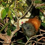 Flying Foxes Now in Our Region