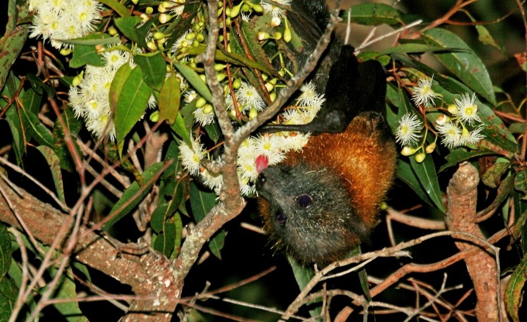 Flying Foxes Now in Our Region