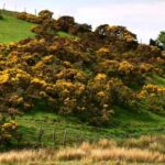 Gorse in the Spotlight at Daylesford Horticultural Society Meeting