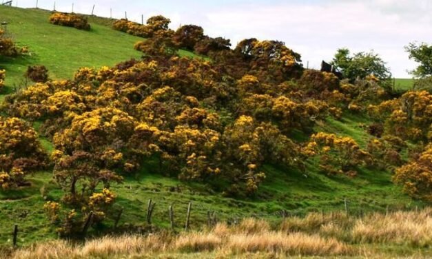 Gorse in the Spotlight at Daylesford Horticultural Society Meeting