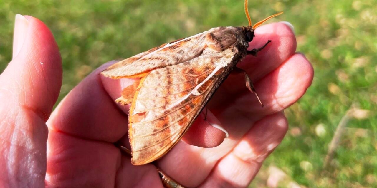 Nature Diary – Rain Relief for Local Rain Moths